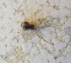 Parasteatoda sp.